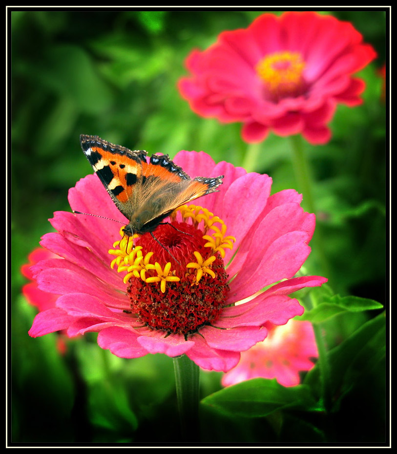 photo "butterfly" tags: macro and close-up, digital art, 