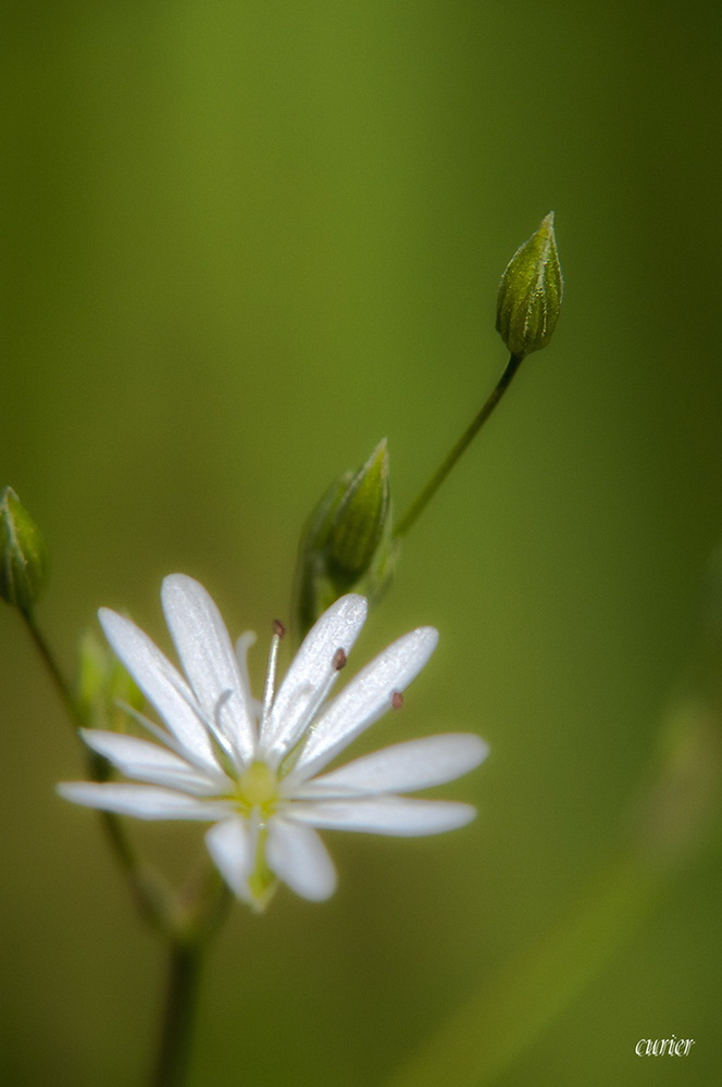 photo "***" tags: macro and close-up, nature, flowers