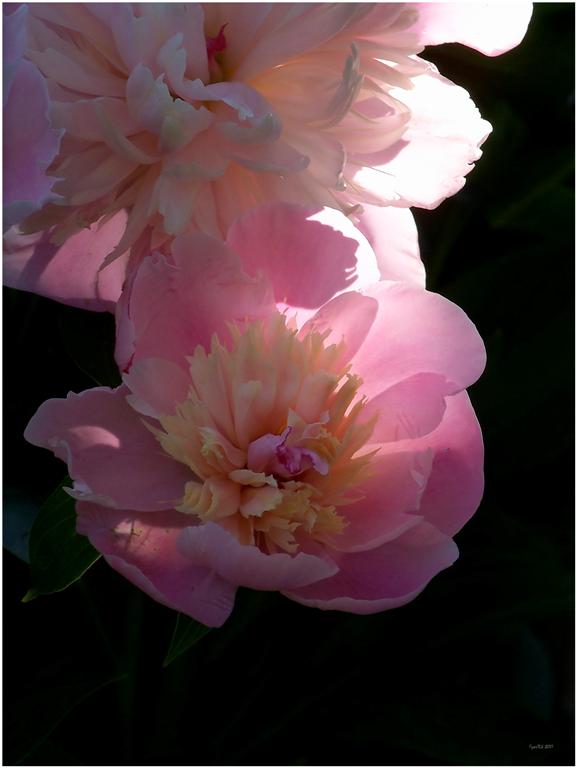 photo "***" tags: nature, flowers