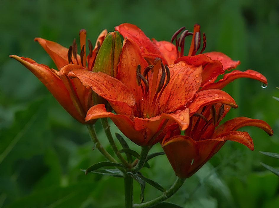 photo "***" tags: nature, flowers