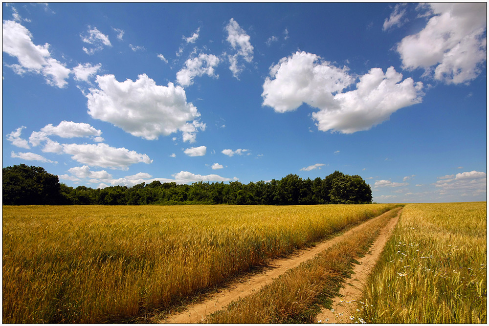 photo "Road to the forest" tags: landscape, field, forest, road, summer