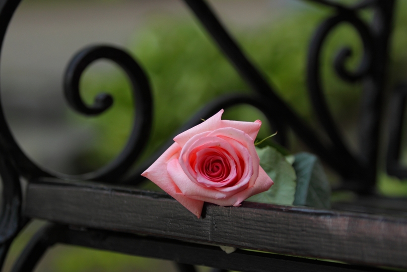 photo "Forgotten rose" tags: nature, flowers