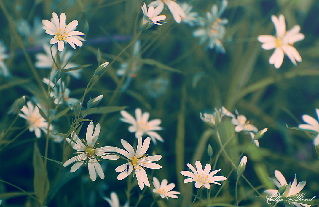 фото "лето" метки: природа, цветы