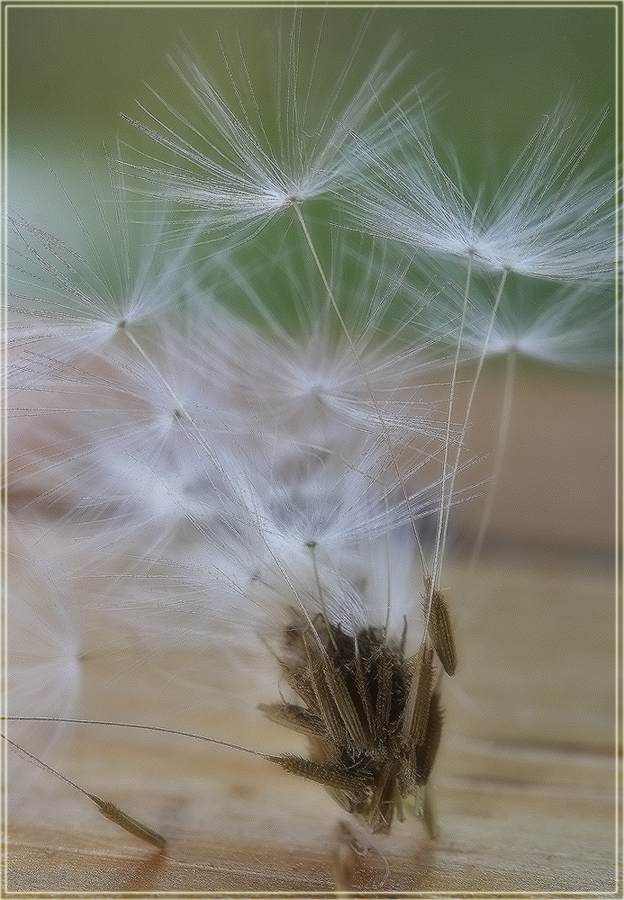 photo "Air Ballet" tags: macro and close-up, nature, flowers