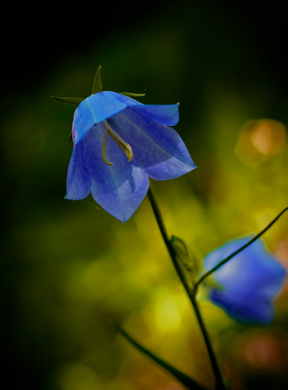 photo "***" tags: nature, flowers