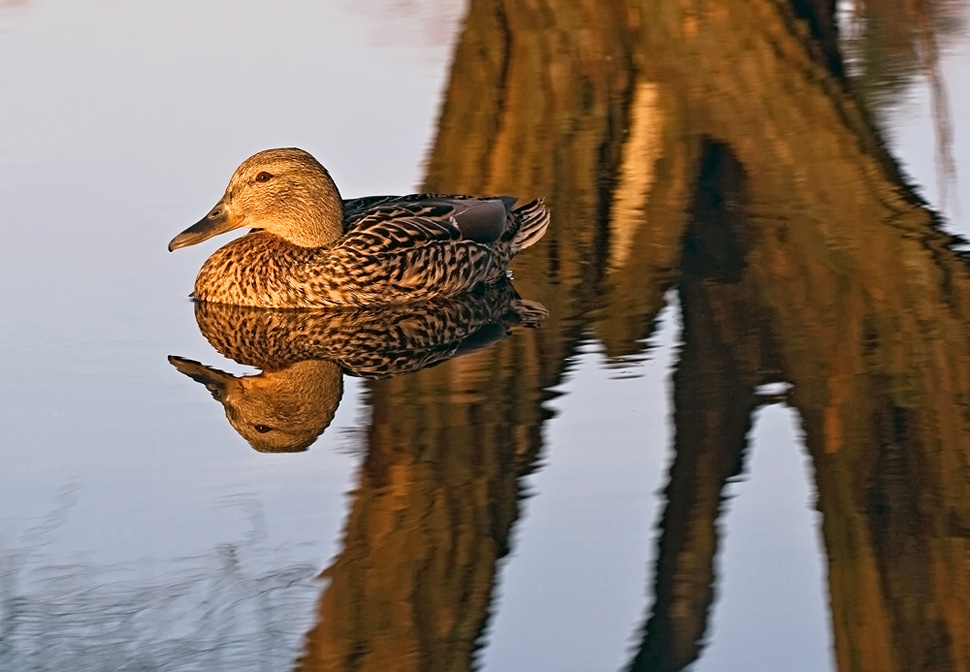 photo "Dreams in the sunset" tags: nature, wild animals