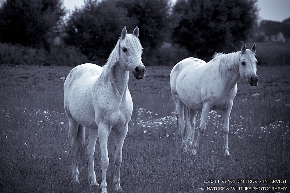 фото "White glory..." метки: природа, путешествия, Европа, домашние животные