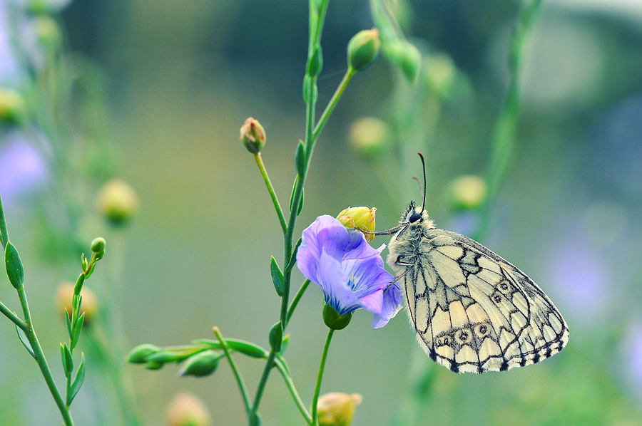 photo "***" tags: macro and close-up, 