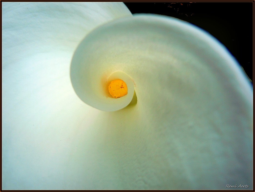 photo "yellow point" tags: nature, macro and close-up, flowers