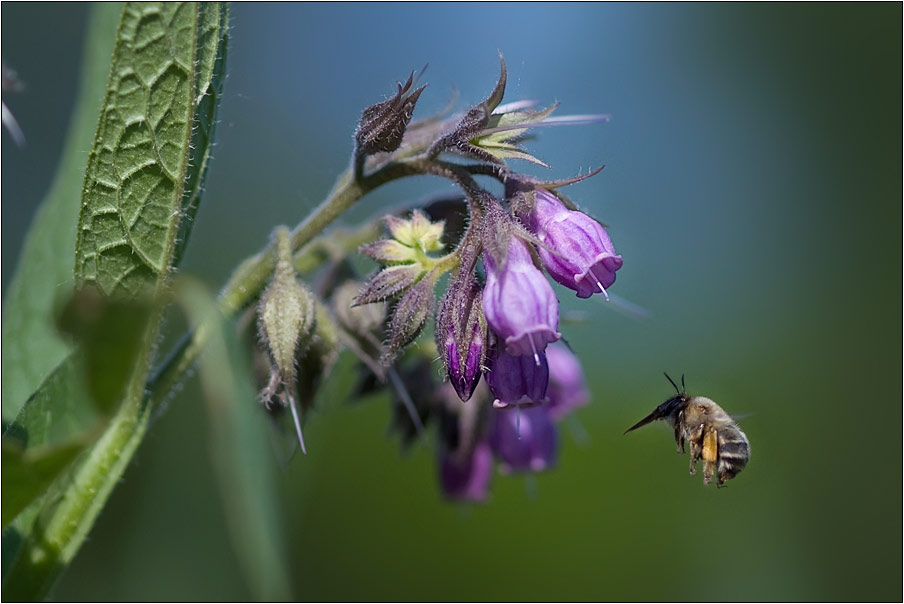 photo "***" tags: nature, flowers, insect