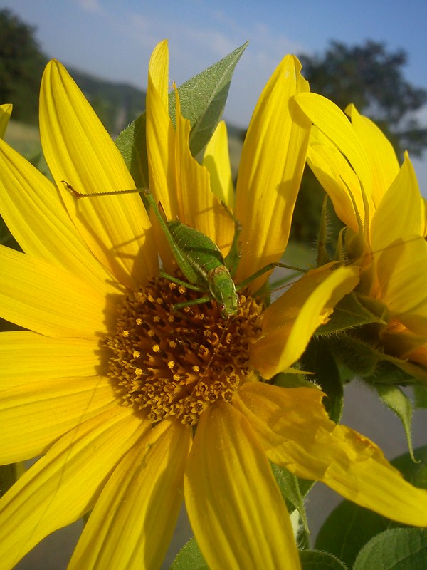 photo "***" tags: nature, flowers