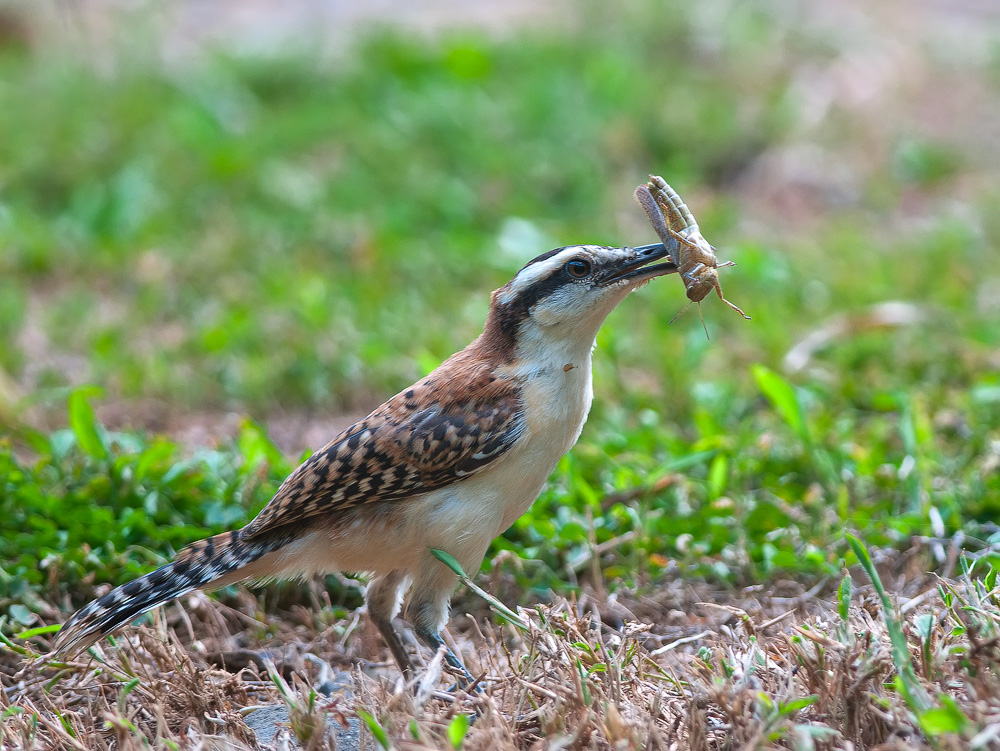 photo "***" tags: nature, wild animals