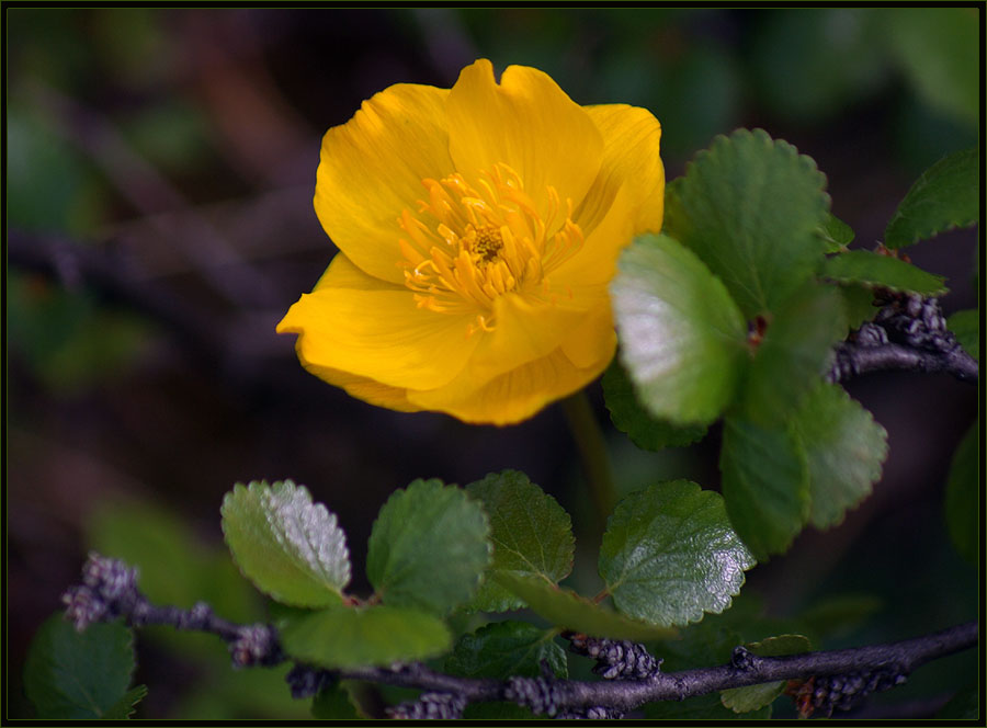 photo "***" tags: nature, flowers