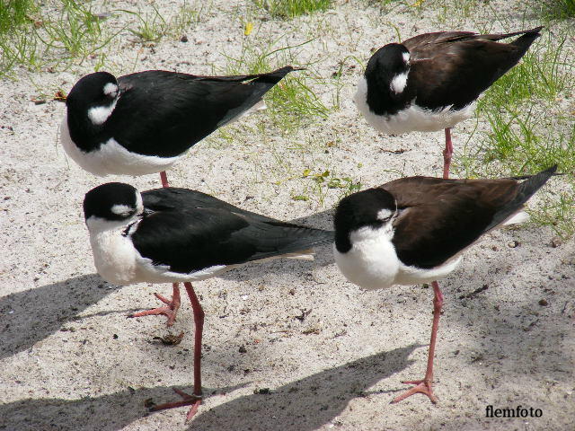 photo "Bird." tags: nature, insect