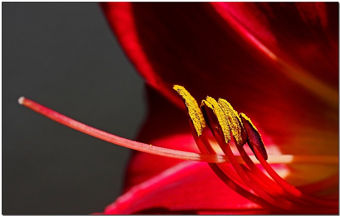photo "***" tags: nature, macro and close-up, flowers