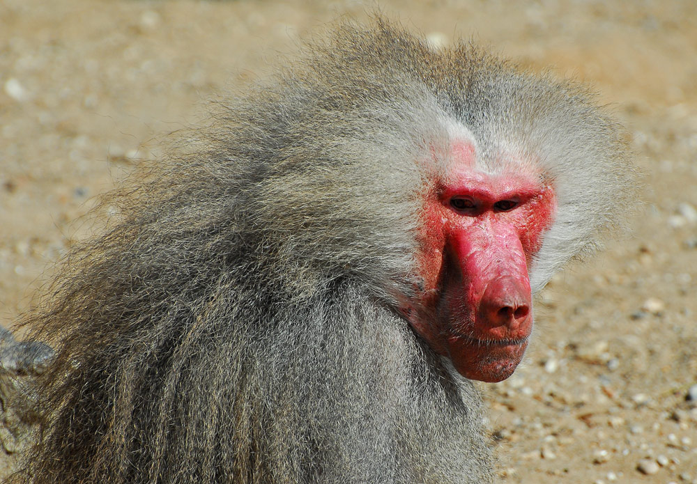 photo "The Boss" tags: nature, pets/farm animals