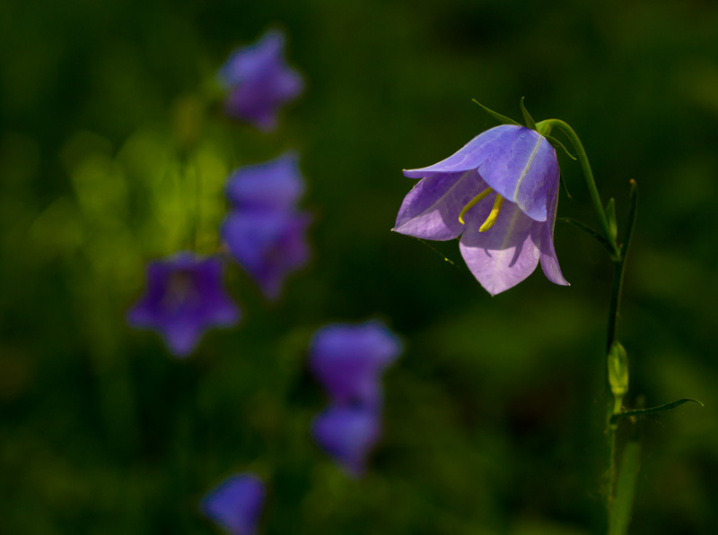 photo "***" tags: nature, flowers