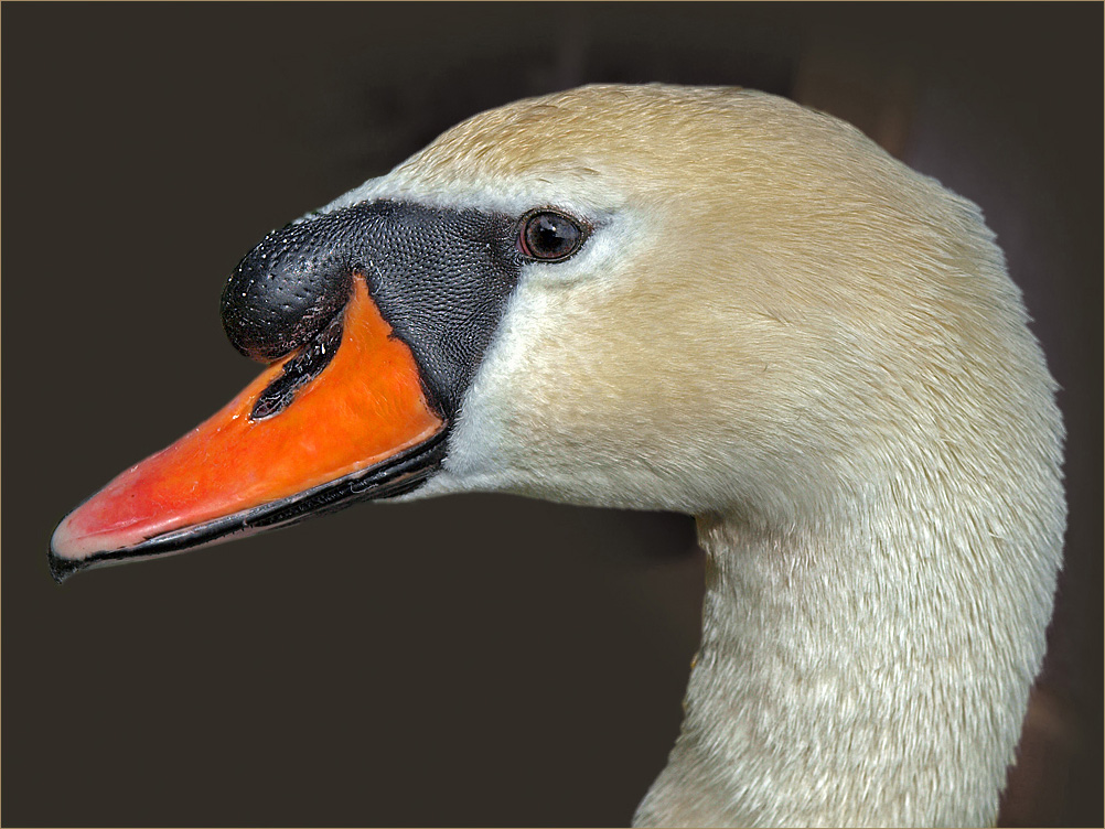 photo "***" tags: nature, macro and close-up, wild animals