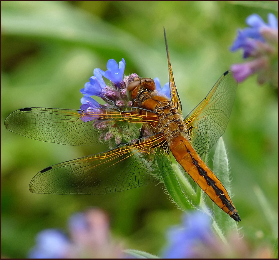 photo "***" tags: nature, insect