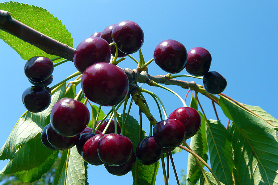 photo "From my cherry tree" tags: nature, sky, spring, tree