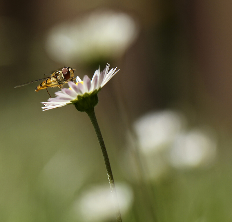 photo "***" tags: nature, insect