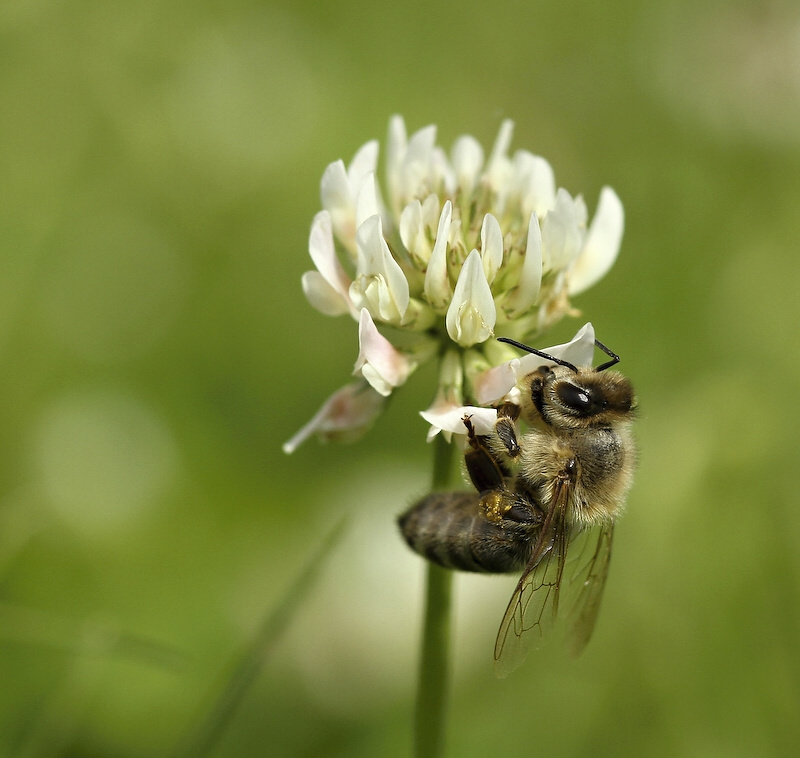 photo "***" tags: nature, insect