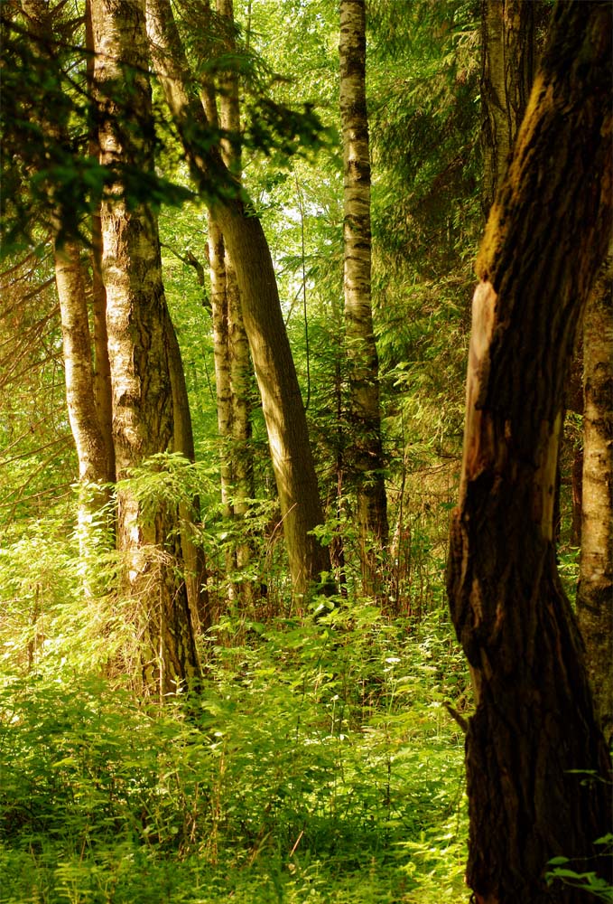 фото "В лесу" метки: пейзаж, лес