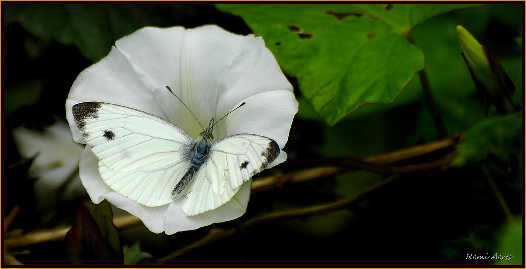 photo "***" tags: nature, macro and close-up, insect