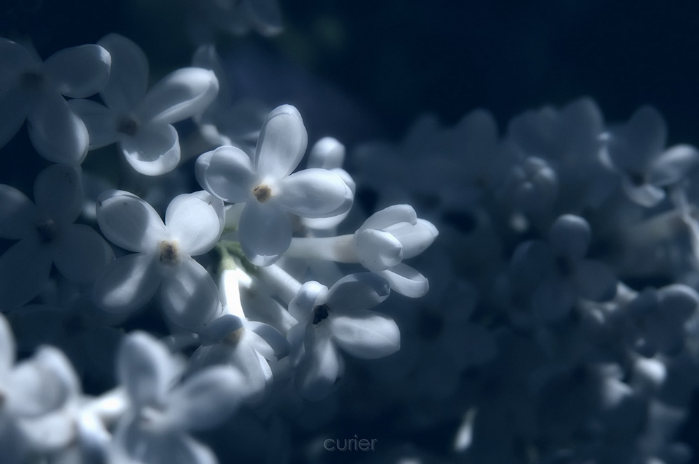 photo "***" tags: macro and close-up, nature, flowers