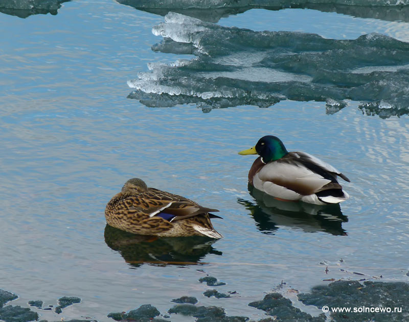 photo "***" tags: nature, wild animals