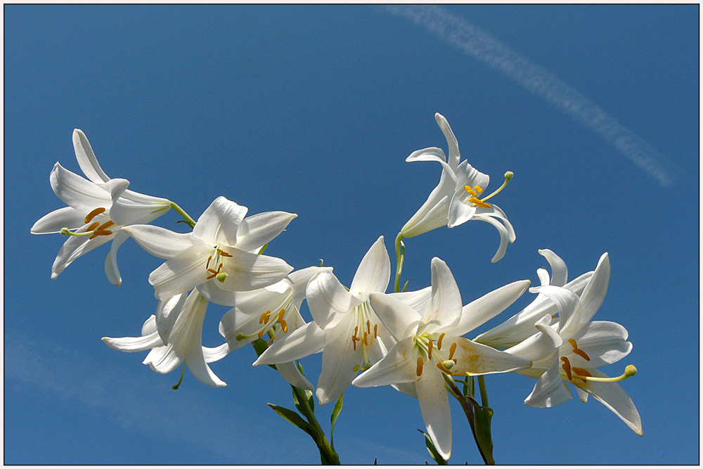 photo "White lilies" tags: nature, macro and close-up, flowers, sky, spring