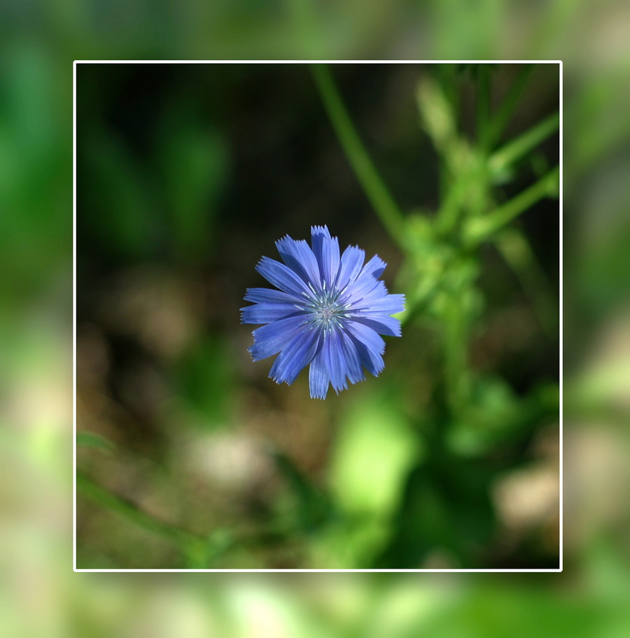 photo "***" tags: nature, flowers