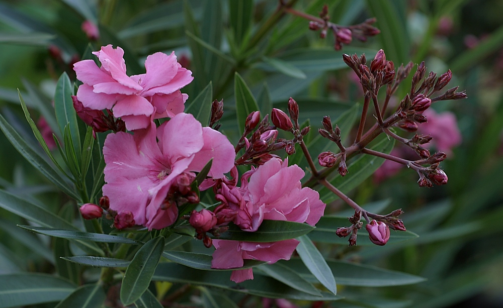 photo "***" tags: nature, flowers