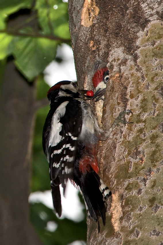 photo "Dessert" tags: nature, wild animals