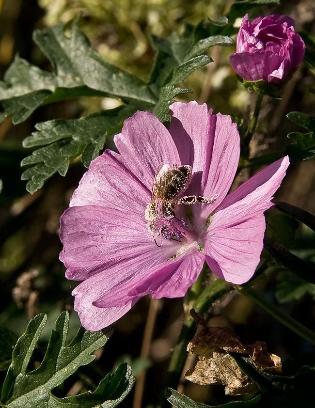 photo "***" tags: nature, macro and close-up, insect