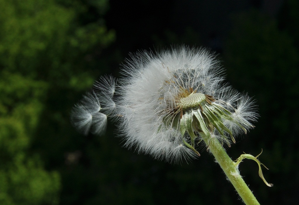 photo "***" tags: nature, flowers