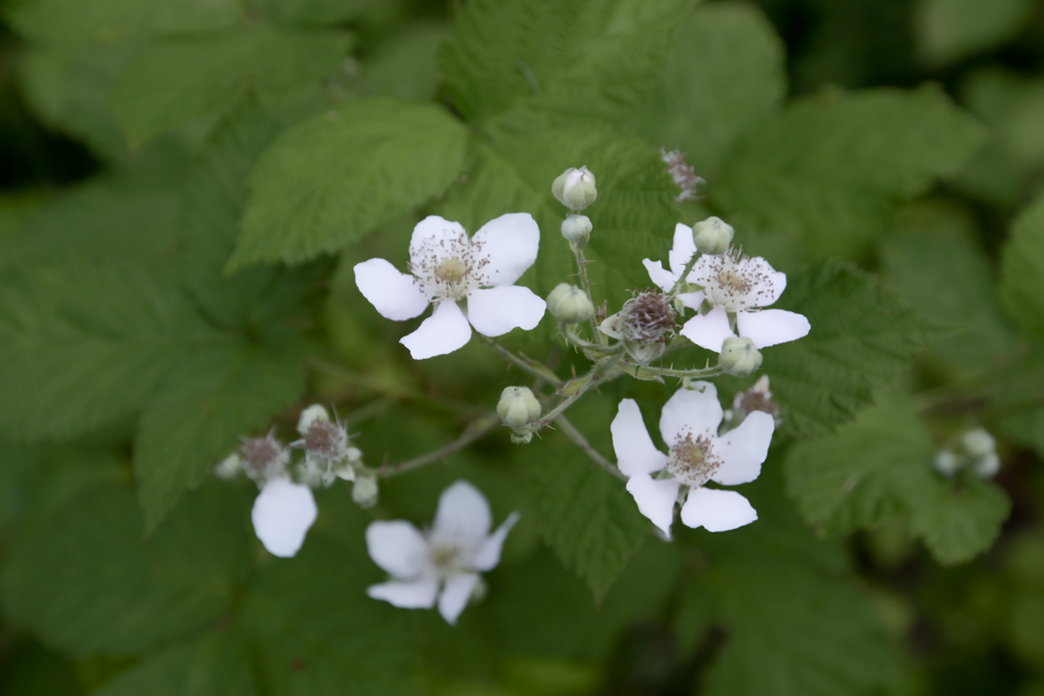 photo "***" tags: nature, flowers