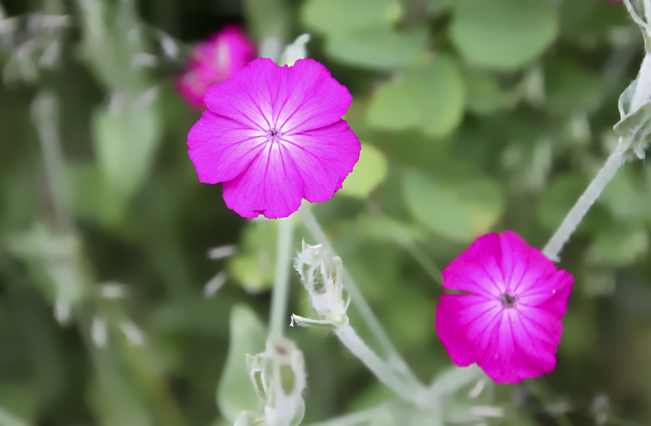 photo "***" tags: nature, flowers