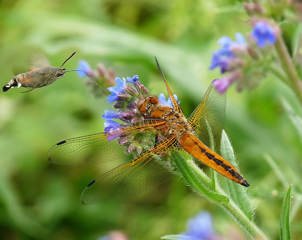 photo "***" tags: nature, insect