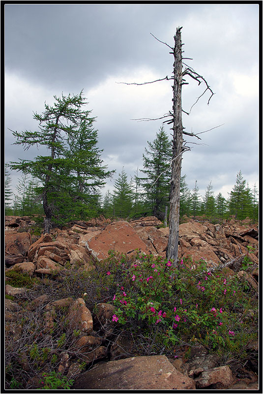 photo "***" tags: landscape, forest, summer