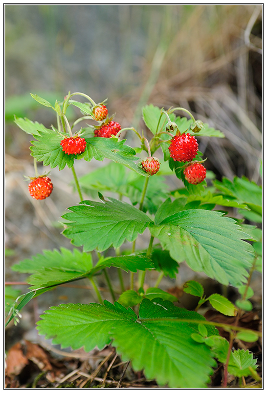 photo "*+*" tags: nature, landscape, flowers, summer