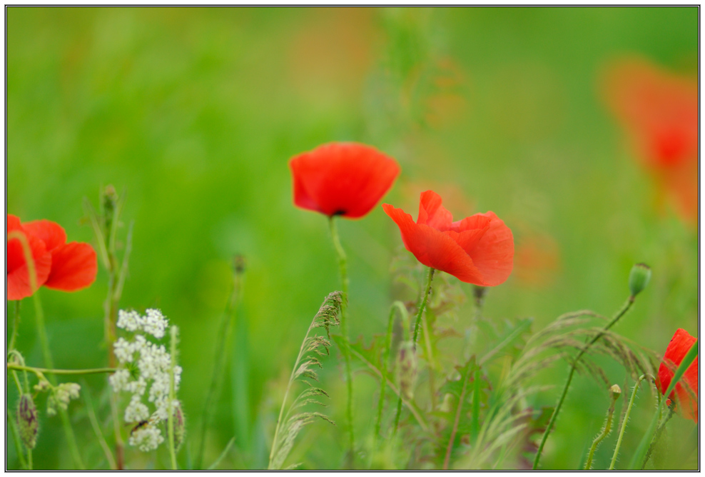 photo "+*+*+" tags: nature, landscape, flowers, summer