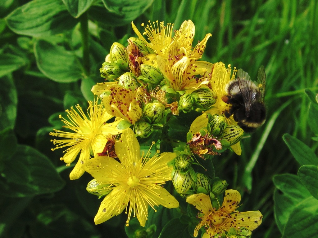 photo "***" tags: nature, flowers, insect