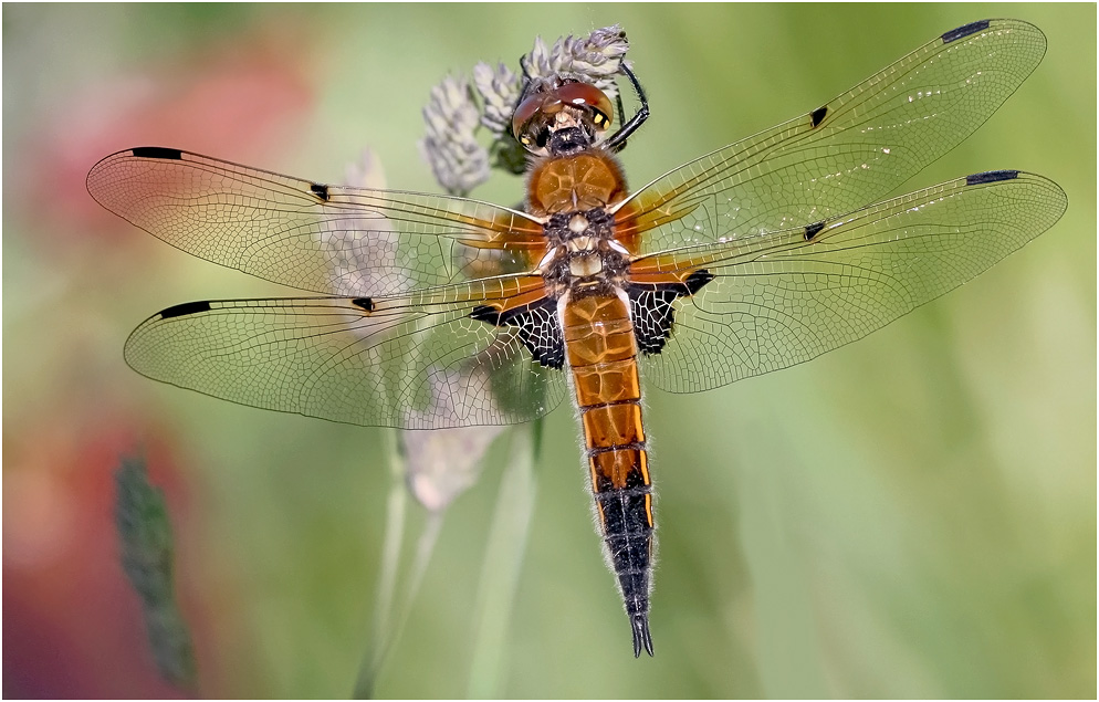 photo "On the rest" tags: macro and close-up, 