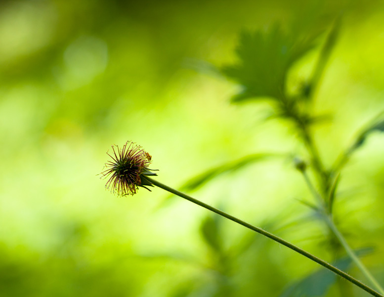 photo "***" tags: nature, flowers