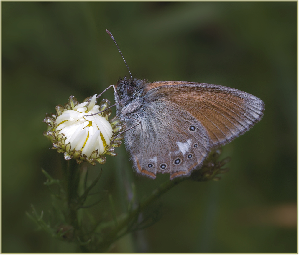 photo "***" tags: nature, insect