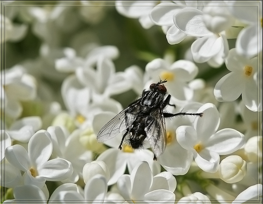 photo "Black fly on the white lilac" tags: nature, macro and close-up, insect