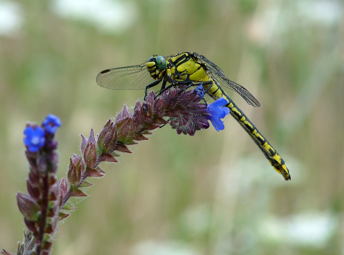 photo "***" tags: nature, insect