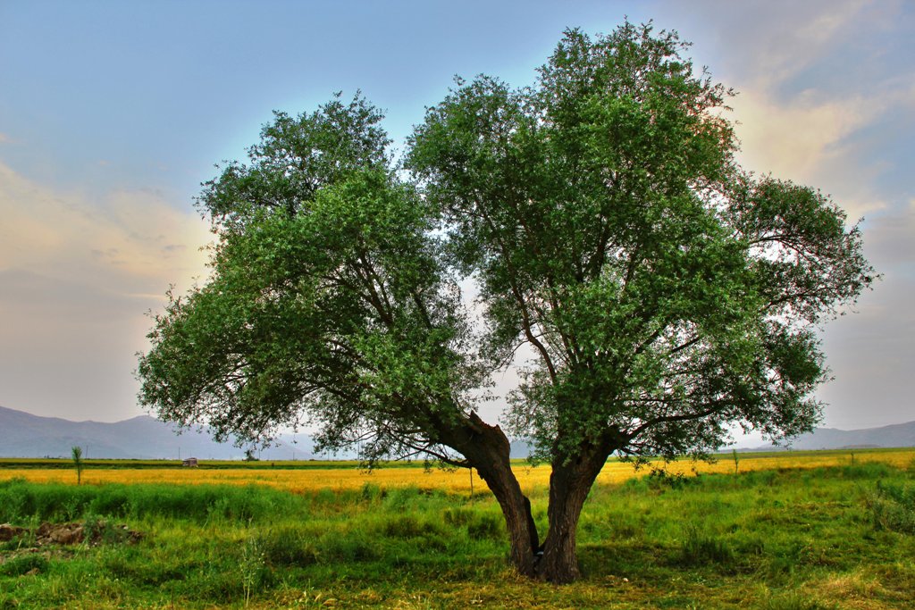 photo "***" tags: landscape, forest, spring