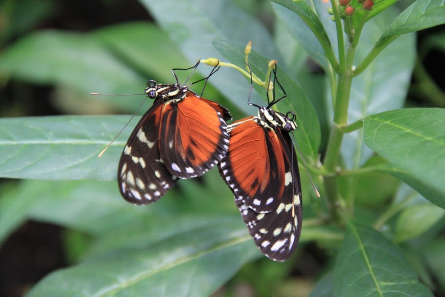 photo "***" tags: nature, insect